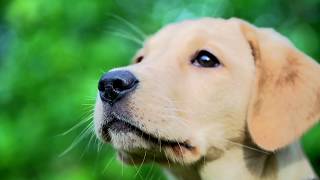 Puppy safety-Steve Leonard