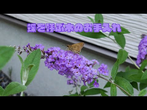 球形のブッドレア、球状の蝶の木、マティコ、Buddleja globosa