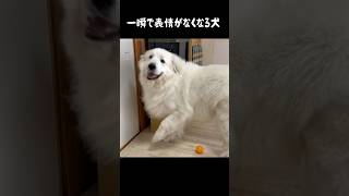 言葉を完全に理解している愛犬　#greatpyrenees #愛犬 #大型犬のいる生活 #大型犬 #大型犬と暮らす #グレートピレニーズ #犬のいる生活 #犬のいる暮らし #癒し #ペット