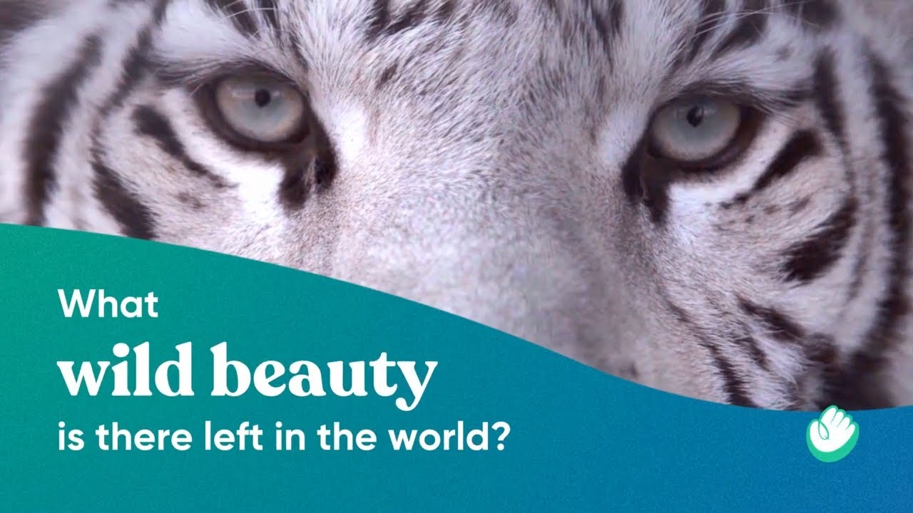 Act to Restore Precious Ecosystems this World Wildlife Day