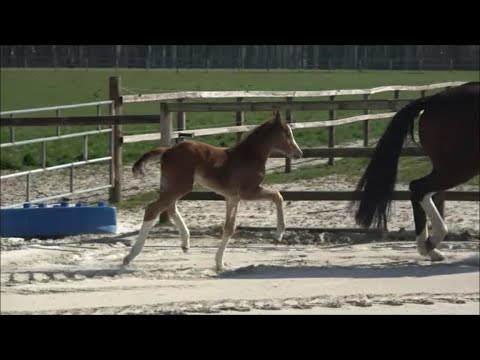 *2020 Stute von Benicio - Florenciano SOLD!!!