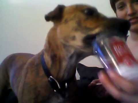 YouTube video about: Can dogs have wendy's vanilla frosty?