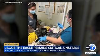 Big Bear eagle Jackie remains critically ill and 'unstable' as blood levels fall, vet team says