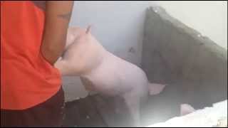 preview picture of video 'How NOT to Hold a Pig'