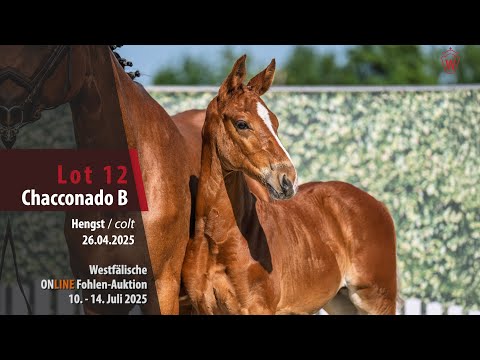 ONLINE Fohlen-Auktion Lot 12 Chacconado B Hengst v. Chacco's Son   Vertigo - Saint Benoit