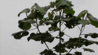 Download lagu Wa yiyit s BINCARUNG ADLI mp3