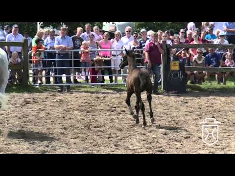 104 Hengstfohlen von Connor   Exorbitant   Ronald Apple Geräte HD Höchste Qualität