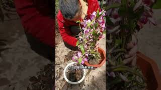 wild orchid repotting