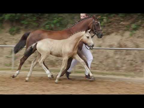 Auktionsfohlen Nr 20 SF v. Cayuga San – FS Don´t Worry