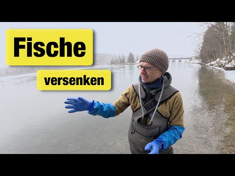 Fische im Fluss: Gefahr & Hühnerklappe: Komfort