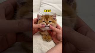 Download lagu Si kucing bontot kena ulahnya sendiri 😹 #kucinglucu #kucing #catshorts mp3