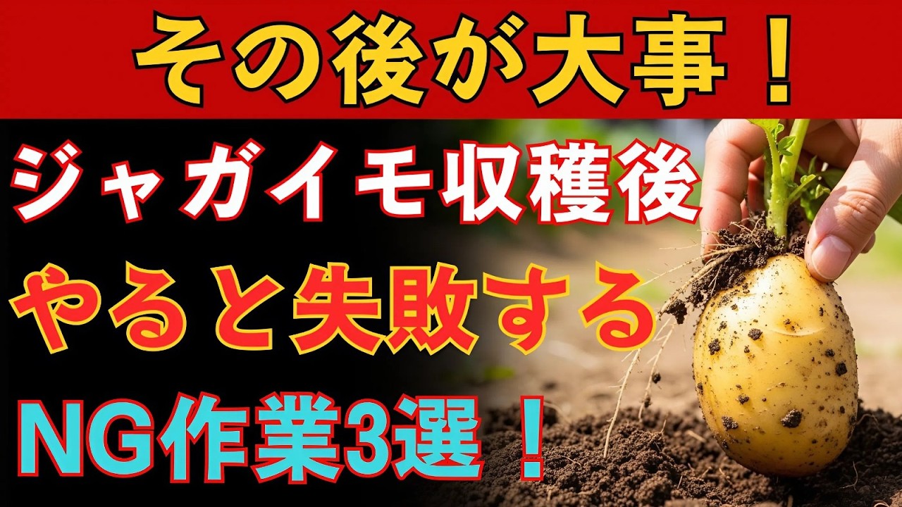 【ジャガイモの後作】収穫後にやってはいけない3つの注意点。植えてよい野菜と避けたい野菜もわかりやすく解説！