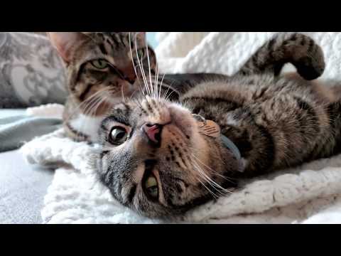 Missing Cat Returns a Month Later | Our Dogs and Other Cats React