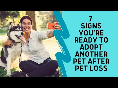 7 Signs you’re ready to adopt another pet after pet loss