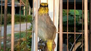 Download lagu Masteran Burung Merbah Lekir Tarung Suara Jernih mp3 Download lagu Masteran Burung Merbah Lekir Tarung Suara Jernih mp3