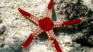 Download lagu nyawa band aku yakin bisa mp3