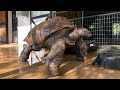 A 200 Year Old Tortoise And His Old Human Friend Viral Video Compilation
