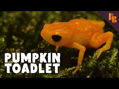 Ridiculous But Mighty Cute: the Pumpkin Toadlet