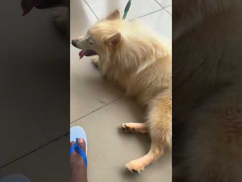 I&rsquo;m ready to take a nap 🥱😴 #trending #viralvideo #pets #trend #viral #eskimo