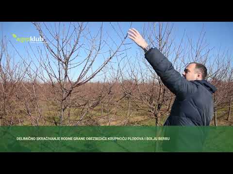 Koji su najvažniji saveti u rezidbi višnje?