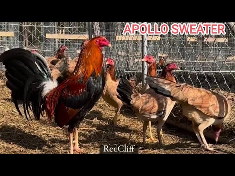 Adrian Francisco Dre RedCliff Farm - Outdoor Breeding Pens Feeding Time Free Range Big Farm USA