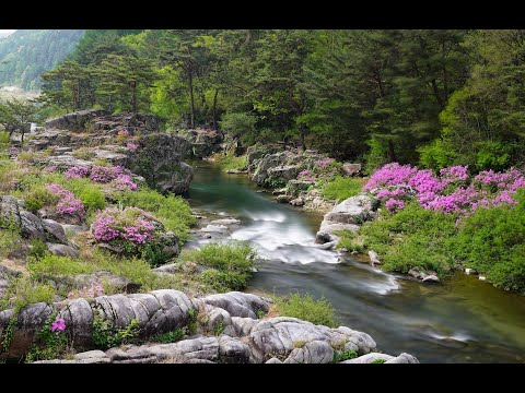 Bendemeer's Stream - Grace Griffith: with Lyrics(가사번역) || 밴더미어 시냇물