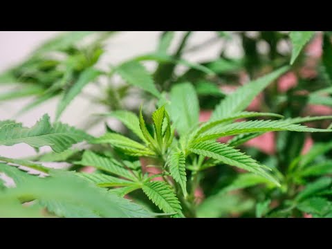 Se viene la novena edición de la ExpoCannabis