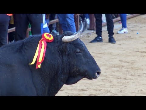 Toros Bravos Villalpando 2021