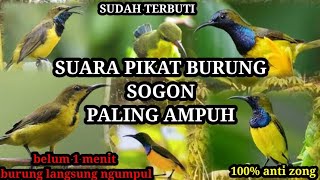 Download lagu Suara pikat burung sogon paling ampuh 100%anti zonk sudah terbukti mp3