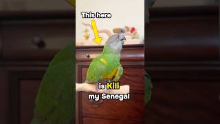 How Old is My Senegal Parrot Kili?