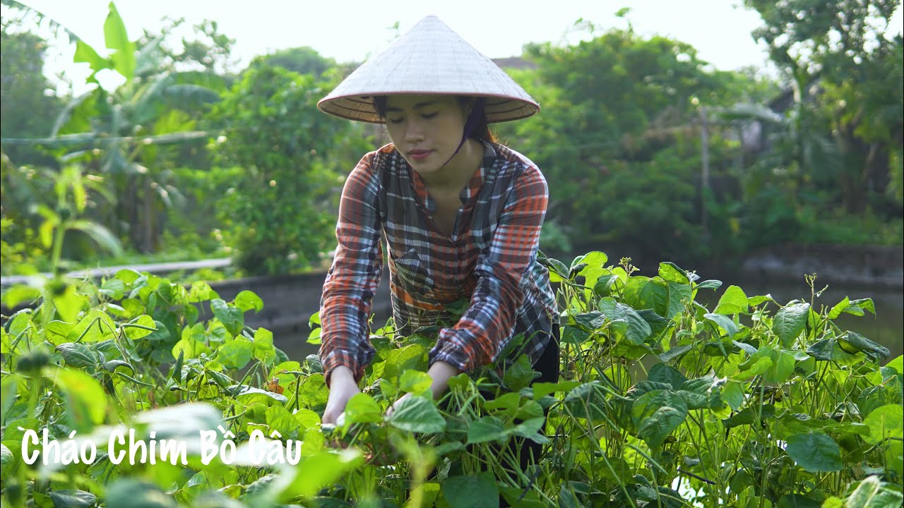 Cách Nấu Cháo Chim Bồ Câu Ngon