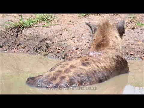Hyena Can't Stay Awake in the Kruger Park Jacuzzi