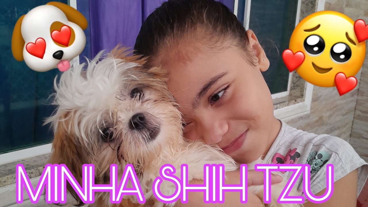 Minha Shih tzu  ,super bagunceira 😅😅😅