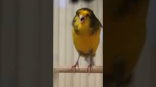 Download lagu Forsale YS import ring TKF21. Ganteng Banget. Siap Bantu kirim. Lokasi Bandung - 081224663077 mp3