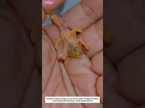 The parrot unexpectedly laid eggs...#lovestory #cute #rescueefforts #animals#birds #parrot #pets ...