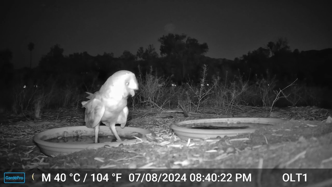 S2E8: A Barn Owl Visits A Couple Of Water Saucers At Prescott Preserve On Warm Summer Nights