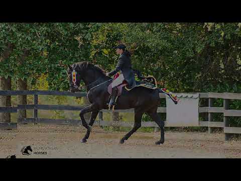 Private Menorcan Dressage demonstration  USA 2022