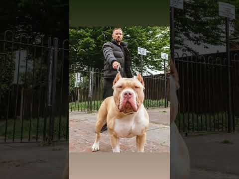 BIG FIBBZ - DND FREESTYLE