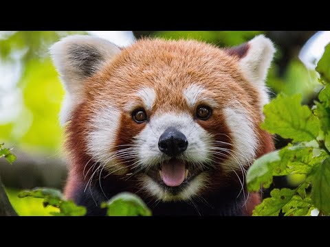 60 Seconds of Cute and Curious Red Pandas - Fun Facts and Adorable Footage!