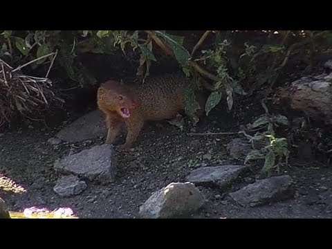 Djuma: Slender Mongoose on the prowl - 13:02 - 04/26/19