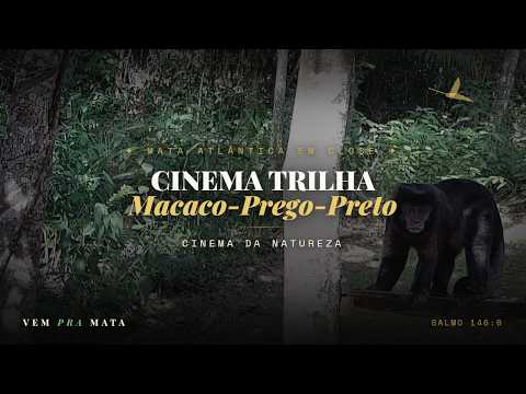 Fauna selvagem em habitat natural — Cinema Trilha, Mata Atlântica, Santa Teresa ES
