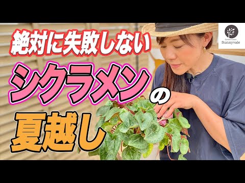 シダを室内に取り込む時期はいつ？簡単にメンテナンスするにはどうすればよいでしょうか?  庭園