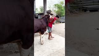 Download lagu sapi yang sangat lucu mp3
