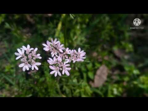 Nokia 2.3 photo HD #nokia #photo