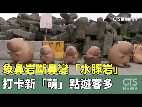 象鼻岩斷鼻變「水豚岩」　打卡新「萌」點遊客多