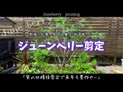 ジョスタベリー、ヨークベリー 植物