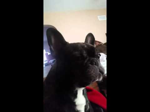 French bulldog sings happy birthday!