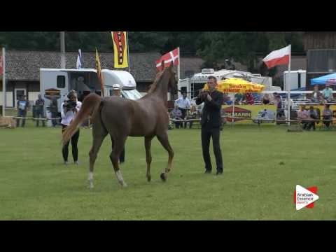 N.50 PRIMEVAL KOSSACK - Ströhen 2016 C-Show - Stallions 4-6 years old (Class 12)
