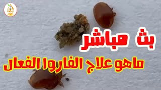 بث مباشر ( ماهو العلاج الفعال لعث الفاروا )