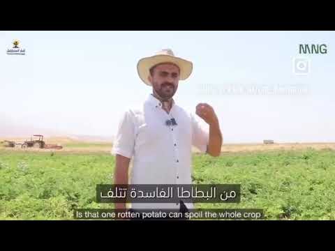  Discover the latest MNG potato field trials in Iraq